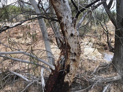 Eucalyptus thozetiana