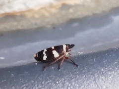 Planaphrodes