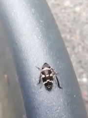 Planaphrodes