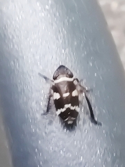 Planaphrodes
