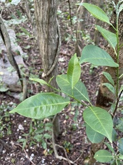 Zanthoxylum schreberi