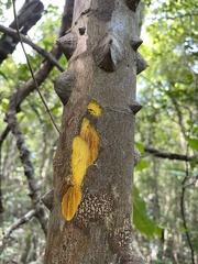 Zanthoxylum schreberi