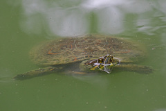 Trachemys venusta venusta
