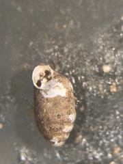 Gastrocopta armifera