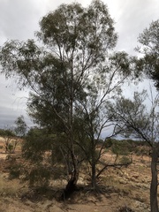 Eucalyptus thozetiana