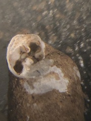 Gastrocopta armifera