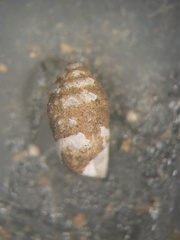 Gastrocopta armifera