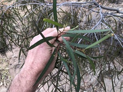 Eucalyptus thozetiana