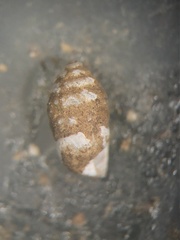 Gastrocopta armifera