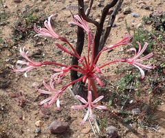 Brunsvigia striata