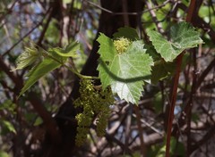 Vitis acerifolia