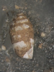Gastrocopta armifera