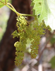 Vitis acerifolia
