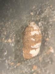 Gastrocopta armifera