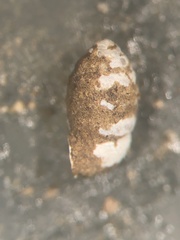 Gastrocopta armifera