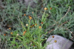 Helenium thurberi