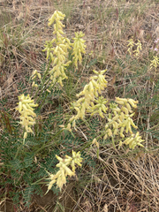 Astragalus collinus