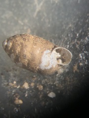 Gastrocopta armifera