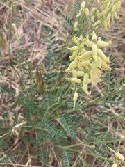 Astragalus collinus