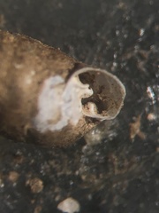 Gastrocopta armifera