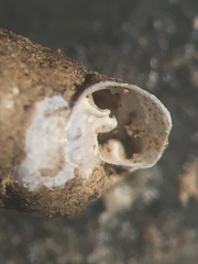 Gastrocopta armifera