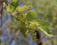 Vitis acerifolia