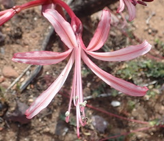 Brunsvigia striata