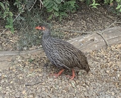 Pternistis afer castaneiventer