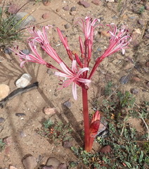 Brunsvigia striata