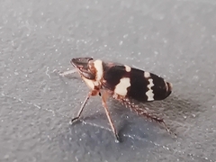Planaphrodes