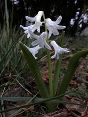 Hyacinthus