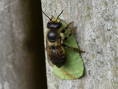 Megachile willughbiella