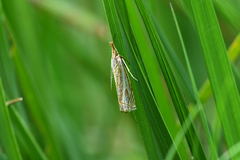 Xanthocrambus lucellus