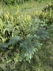 Indigofera tinctoria