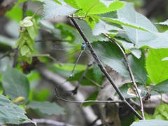 Lestes dryas