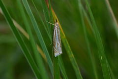 Xanthocrambus lucellus