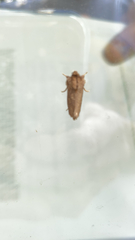 Acrolophus plumifrontella