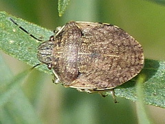 Homaemus aeneifrons