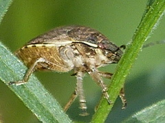Homaemus aeneifrons