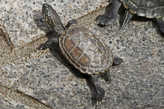 Mauremys reevesii