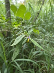 Solanum bahamense