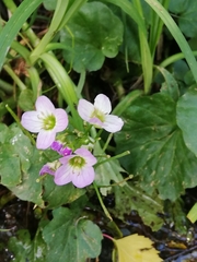 Cardamine raphanifolia