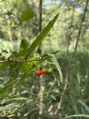 Solanum bahamense