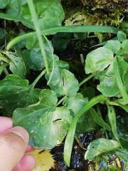 Cardamine raphanifolia