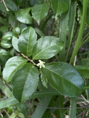 Casearia aculeata
