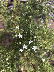 Philotheca difformis