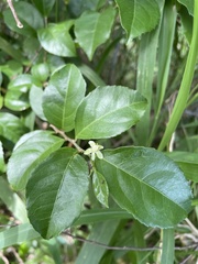 Casearia aculeata