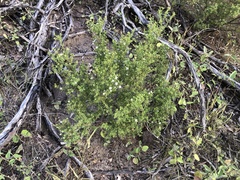 Philotheca difformis