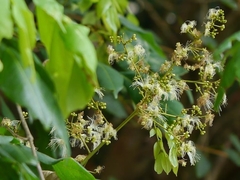 Archidendron bigeminum