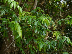 Archidendron bigeminum